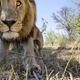 Image for article titled THIS is how you photograph a pride of lions